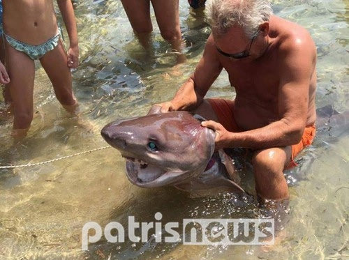 Λουόμενοι στην Ηλεία φωτογράφιζαν ετοιμοθάνατα καρχαριάκια!