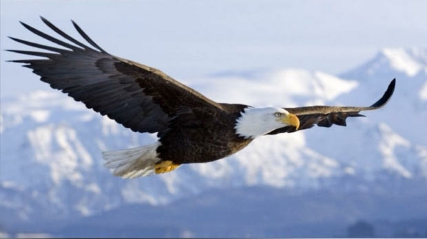 Γ. Σαββίδης: “Fly high PAOKARA”