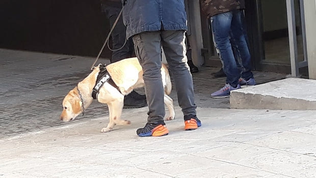 ΠΑΟΚ – Ολυμπιακός: Σκύλος στην Τούμπα ελέγχει για εκρηκτικά!