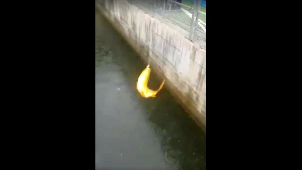 Ασύλληπτο: Οπαδοί έριξαν καλάμι και έπιασαν ψάρι στην τάφρο!