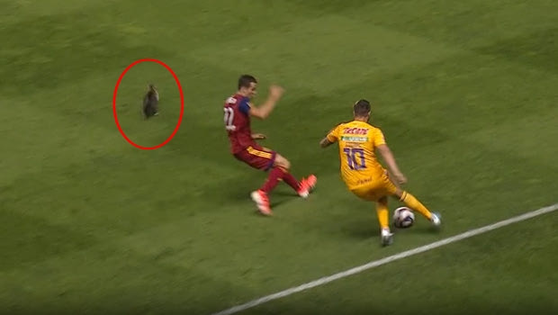 Μία γάτα διέκοψε τον αγώνα Real Salt Lake – Tigres