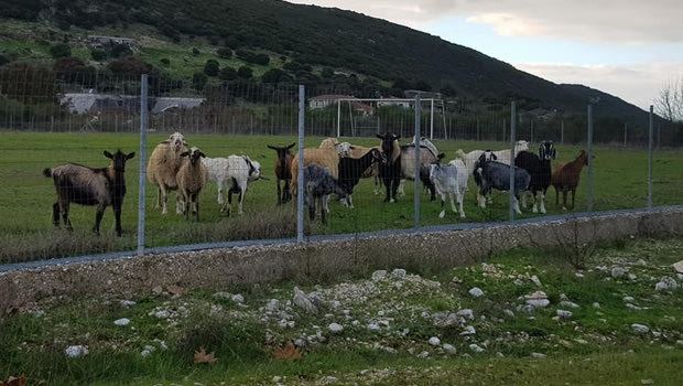 Κοπάδι αιγοπροβάτων έφαγε χλοοτάπητα αξίας 150.000 ευρώ στην Ηγουμενίτσα