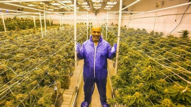 Mike Tyson: Στην αυτοκρατορία ινδικής κάνναβης που του αποφέρει 500.000 λίρες τον μήνα