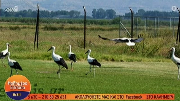 Απόβαση πελαργών σε γήπεδο στο Κιλκίς
