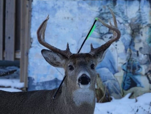 «Carrot the Magic Deer»: Το ελάφι της χρονιάς είχε ένα βέλος στο κεφάλι