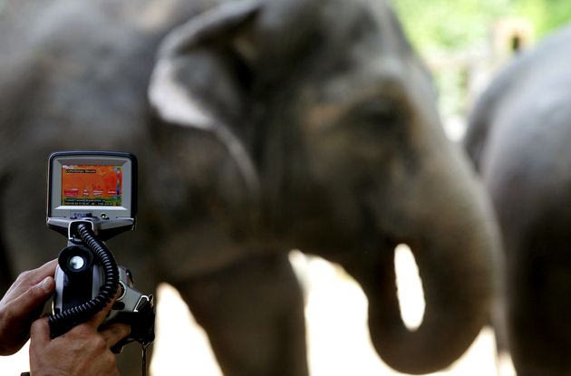 Πώς 30.000 «selfies» ελεφάντων μπορούν να σώσουν το είδος