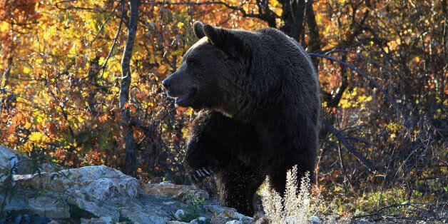 «Cocaine Bear»: Η αληθινή ιστορία της αρκούδας που πέθανε από κοκαΐνη γίνεται ταινία