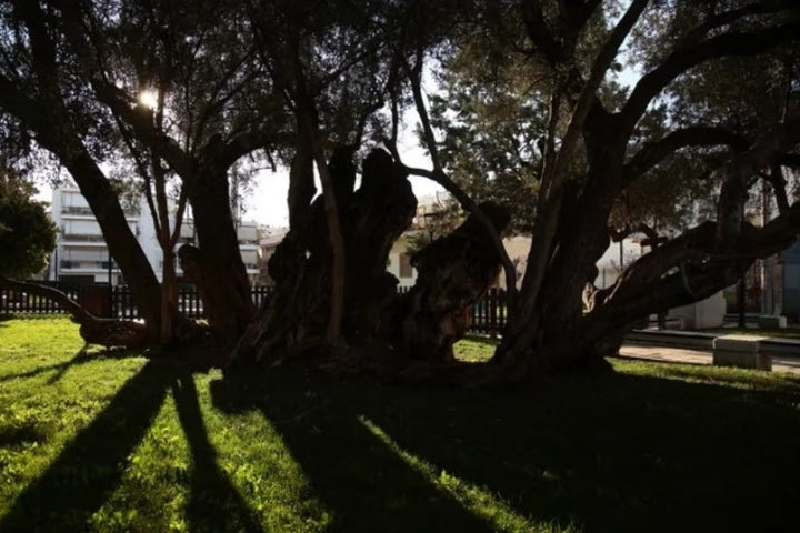 Η αρχαιότερη ελιά είναι 2.500 ετών και βρίσκεται στους Αγίους Αναργύρους