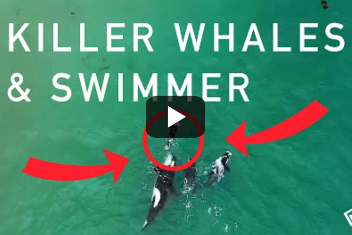 Κολυμπώντας με τις όρκες – και απίστευτη ψυχραιμία
