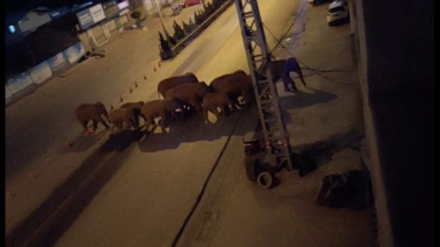 Κοπάδι ελεφάντων πάει εκδρομή και κάνει λογαριασμό 1 εκατ. ευρώ σε καταστροφές