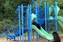 Αρκούδα πήγε το μωρό της στην παιδική χαρά και εκείνο ξετρελάθηκε