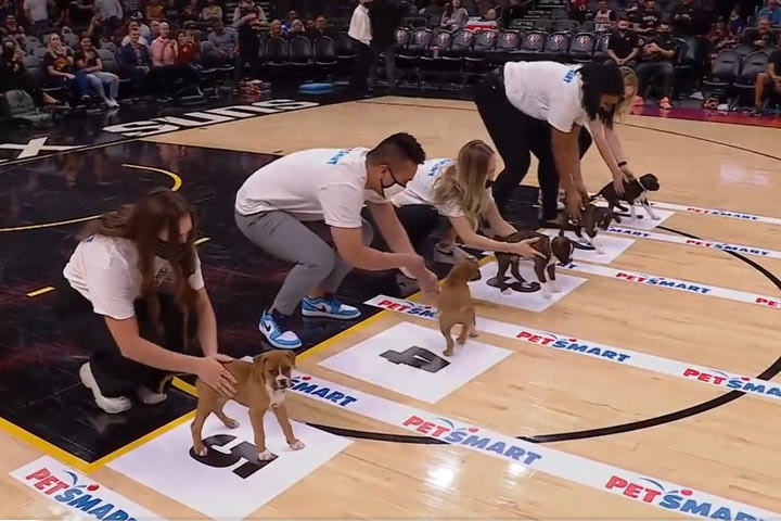 NBA: Γλυκύτατα κουτάβια πρόσφεραν θέαμα στο ημίχρονο του Σανς – Λέικερς