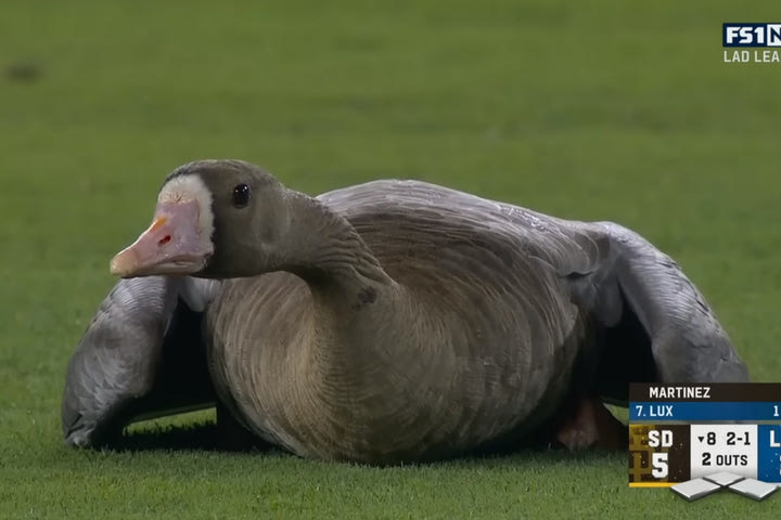 Χήνα προσγειώθηκε σε γήπεδο μπέιζμπολ και έκλεψε την παράσταση