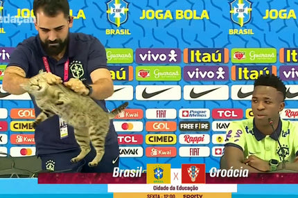 Μουντιάλ 2022, Βραζιλία: Γάτα εισέβαλε στη συνέντευξη Τύπου του Βινίσιους και ο pressofficer την πέταξε με άσχημο τρόπο από το τραπέζι