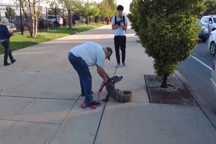 Οπαδός προσπάθησε να μπει στο γήπεδο μαζί με τον αλιγάτορά του, οι φύλακες του απαγόρευσαν την είσοδο