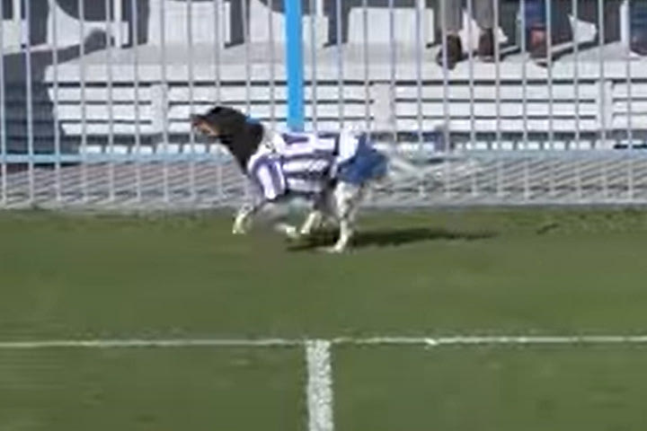 Σκύλος έκανε ντου στον αγωνιστικό χώρο με φανέλα του Απόλλωνα Σμύρνης