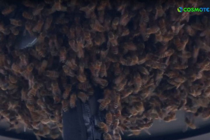 Indian Wells: Απίστευτο σκηνικό, σμήνος μελισσών αποτέλεσε την αιτία να εκκενωθεί το κεντρικό court του τουρνουά εν ώρα αγώνα