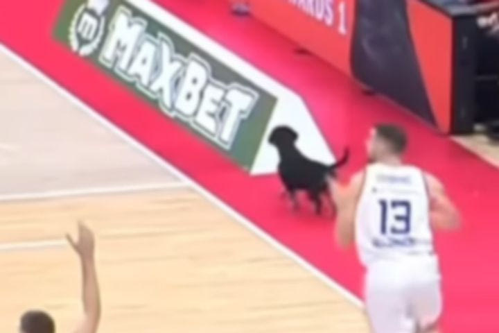 Απίθανο σκηνικό στο Ερυθρός Αστέρας – Μπαρτσελόνα, σκυλάκι μπήκε στο παρκέ