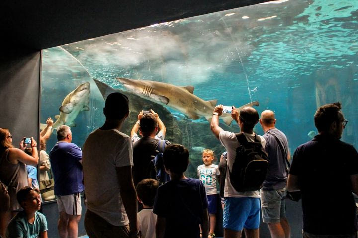 Final Eight Κυπέλλου Ελλάδας ΟΠΑΠ: Cretaquarium, το θαλάσσιο βασίλειο της Κρήτης που δεν πρέπει να χάσεις