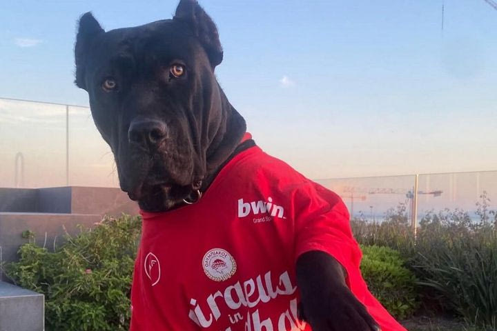 Ολυμπιακός: Ο Μιλουτίνοβ έντυσε τον σκύλο του με το συλλεκτικό t-shirt για την πρόκριση στο Final Four της EuroLeague