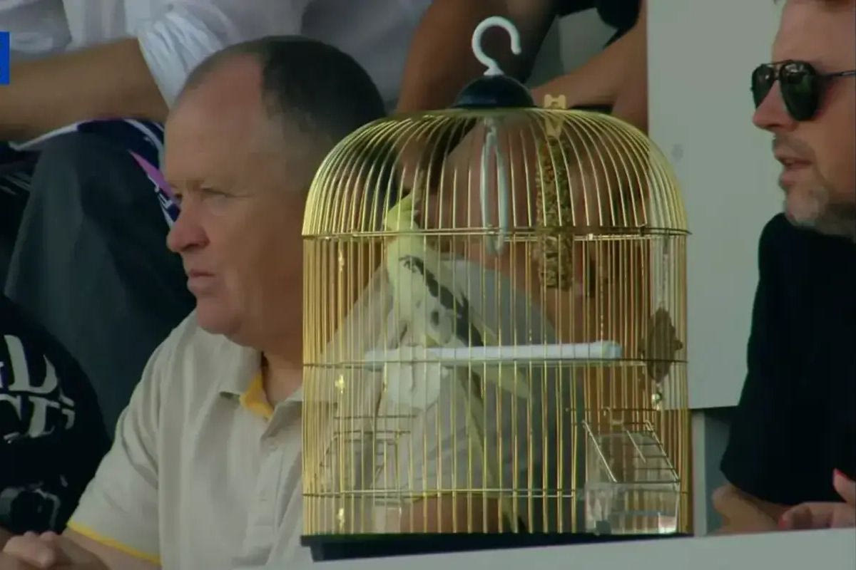 Ο παπαγάλος στο ματς της Σαχτάρ