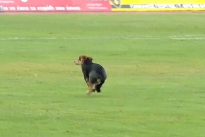 Σκύλος εισέβαλε στον αγωνιστικό χώρο στο Αναγέννηση Καρδίτσας – Νίκη Βόλου