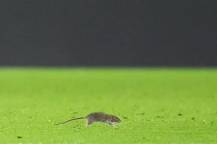 Ο απρόσμενος “θεατής” του Ουαλία – Βέλγιο: Όταν ένας αρουραίος σταμάτησε τα προκριματικά του Μουντιάλ