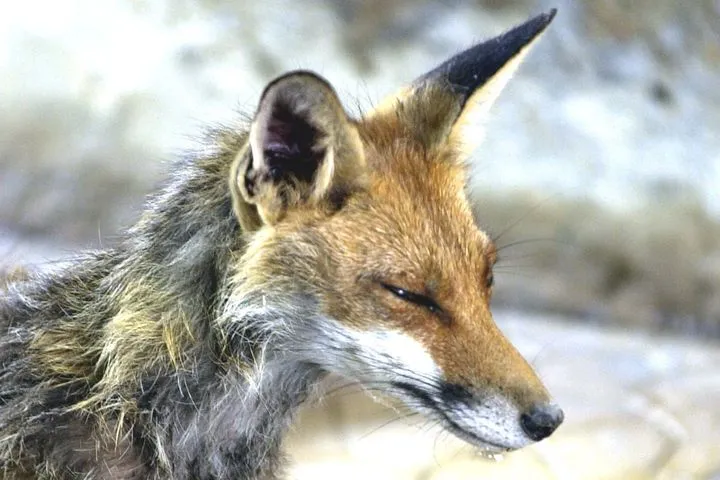 Aλεπού έφτασε ως το Ολυμπιακό Στάδιο κι έφαγε το παπούτσι αθλητή