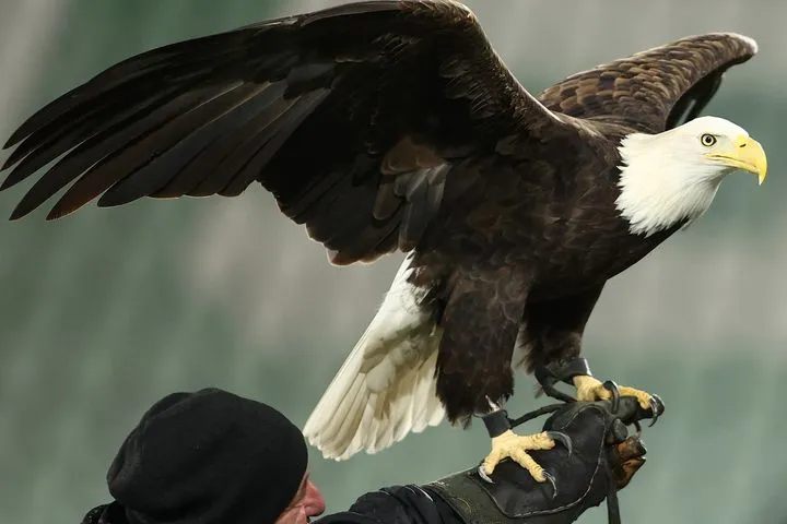 Λουντογκόρετς – ΠΑΟΚ: Ο Φορτούνα, ο εντυπωσιακός αετός των Βούλγαρων πήρε θέση στο γήπεδο πριν τη σέντρα