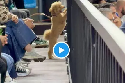 Ο MVP του Κολοσσού στον αγώνα με τον Ηρακλή, ήταν ένας σκύλος