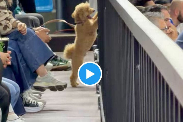 Ο MVP του Κολοσσού στον αγώνα με τον Ηρακλή, ήταν ένας σκύλος