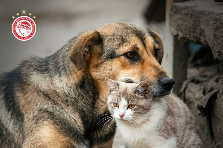 Ολυμπιακός: “Υιοθέτησε ένα αδέσποτο ζώο, σώσε μία ζωή”