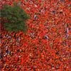 Μουντιάλ 2026: Πορτοκαλί “πλημμύρα” στο Κάνσας – Οι Ολλανδοί έκαναν έδρα τους τους δρόμους της πόλης