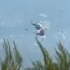 To VIDEO ΣΟΚ από τη σύγκρουση των δύο ελικοπτέρων στη φωτιά της Ψάθας