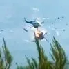 To VIDEO ΣΟΚ από τη σύγκρουση των δύο ελικοπτέρων στη φωτιά της Ψάθας