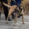Βούλα: Σύλληψη συγγενικού προσώπου του Τσιτσιπά για την επίθεση των σκύλων – Διαψεύδει η οικογένεια