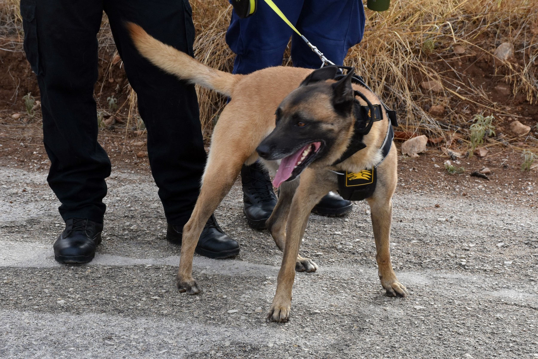 Σύλληψη συγγενικού προσώπου του Τσιτσιπά για την επίθεση των σκύλων – Διαψεύδει η οικογένεια                                          Σύλληψη συγγενικού προσώπου του Τσιτσιπά για την επίθεση των σκύλων – Διαψεύδει η οικογένεια