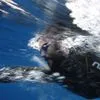 AMPHIBIAN: To ταξίδι από το Ορμένιο στη Γαύδο που μετατρέπει το ανθρώπινο σώμα σε “ζωντανό εργαστήριο”